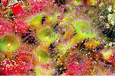 害羞草实验室网站入口｜创新实验室崛起：害羞草实验室引领科技新潮流，助力我国科技事业腾飞-1