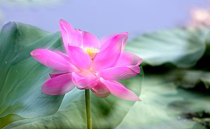 苍井空老师人妻一区二区｜苍井空婚后生活引热议，娓娓道出幸福点滴-2