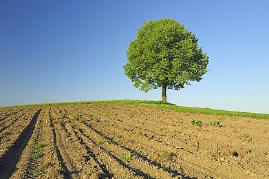 丝瓜黄瓜草莓香蕉鸭脖向日葵｜“多元食材融合自然，共筑和谐生活画卷：探寻丝瓜黄瓜草莓香蕉鸭脖向日葵的多味人生”-3